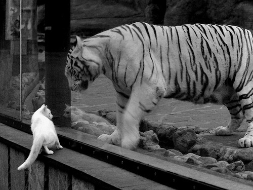 开云·体育官网-鹈鹕场边工作人员谈主场氛围塑造秘诀，鹈鹕的主场